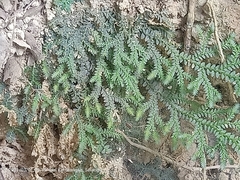 Selaginella doederleinii
