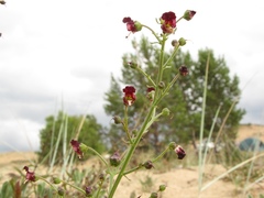 Scrophularia incisa