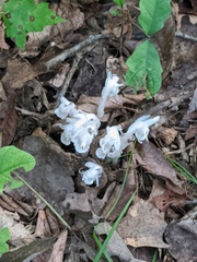 Monotropa uniflora