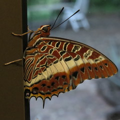 Charaxes brutus