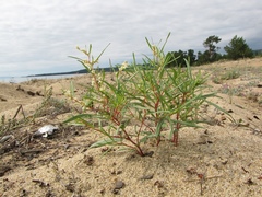 Persicaria angustifolia