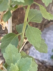 Brickellia desertorum