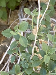 Brickellia desertorum