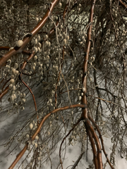 Elaeagnus angustifolia