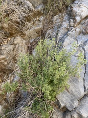 Brickellia desertorum