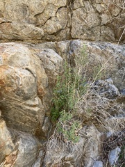 Brickellia desertorum