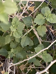 Brickellia desertorum