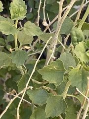 Brickellia desertorum