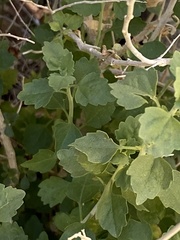 Brickellia desertorum