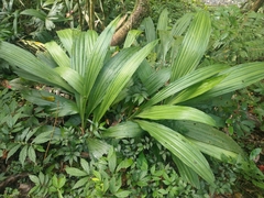 Calanthe formosana