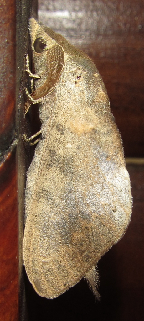 Catalebeda