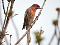 Haemorhous mexicanus