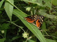 Mechanitis polymnia isthmia