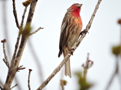 Haemorhous mexicanus
