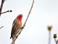 Haemorhous mexicanus