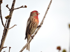 Haemorhous mexicanus