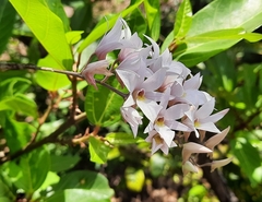 Dendrobium barbatulum