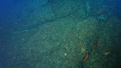 Lithodes aequispinus