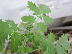 Phacelia congesta