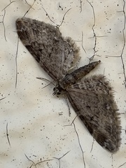 Gymnoscelis esakii