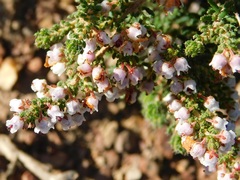 Erica setacea