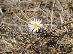 Symphyotrichum moranense