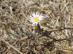 Symphyotrichum moranense