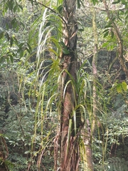 Freycinetia formosana