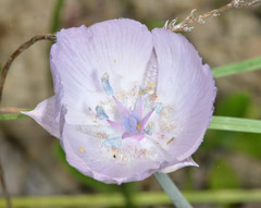 Calochortus uniflorus