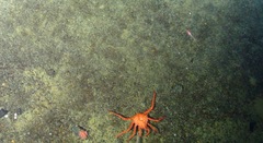 Lithodes couesi