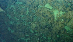 Lithodes aequispinus