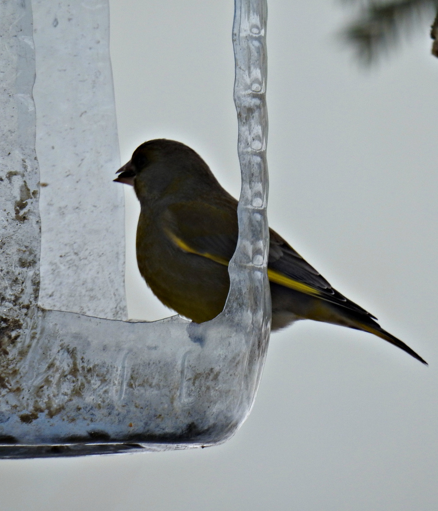 European Greenfinch from Комсомольск, Ивановская обл., Россия, 155150 on February 28, 2021 by olgakailova
 ·  iNaturalist