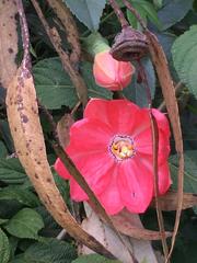 Passiflora mixta mixta