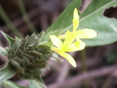 Tetramerium nervosum