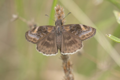 Gesta invisus