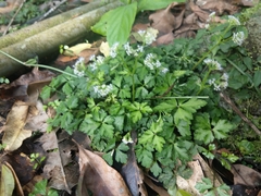 Sanicula lamelligera