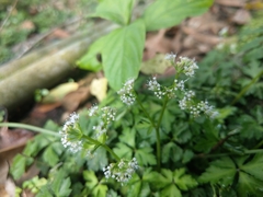 Sanicula lamelligera