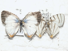 Arawacus leucogyna