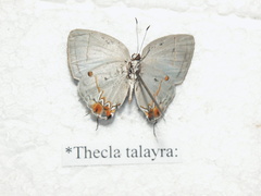 Iaspis andersoni