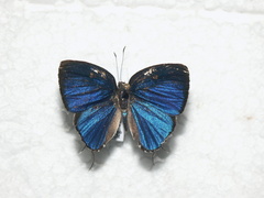 Iaspis andersoni