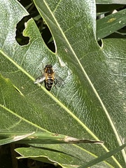 Helophilus eristaloidea