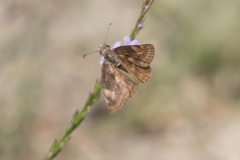 Gesta invisus