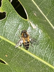 Helophilus eristaloidea