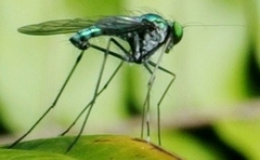 Chrysosoma leucopogon