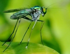 Chrysosoma leucopogon