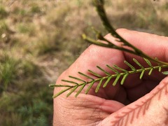 Acacia loroloba