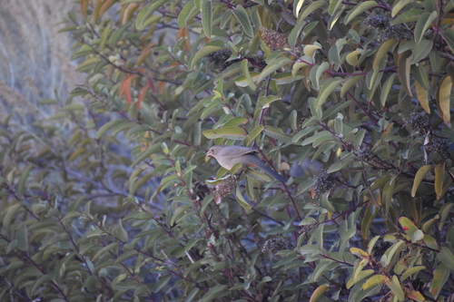 iNaturalist observation photo of California Towhee