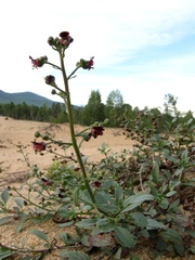 Scrophularia incisa