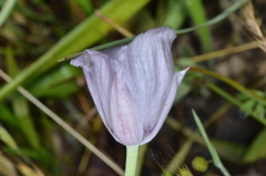 Calochortus uniflorus