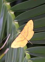 Eumelea rosalia
